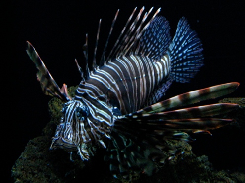 zebrafish1.jpg